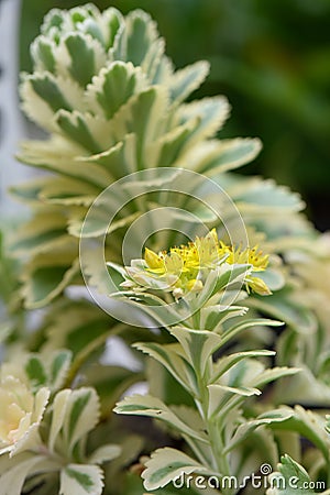 Takeshima stonecrop Sedum takesimense Atlantis, flowering plant Stock Photo